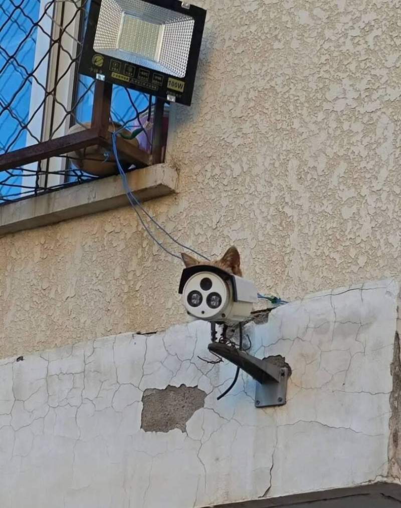 감시 임무 수행중