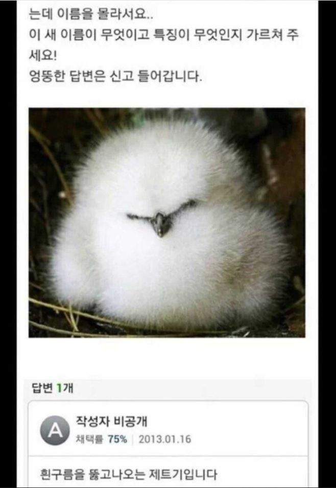 이름모를 귀여운 새사진