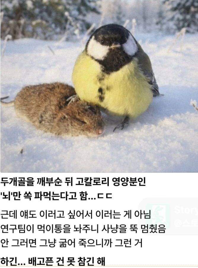 박새가 배고프면 ㅈ되는 거야