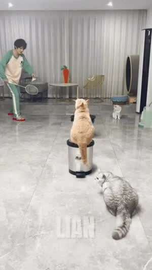완벽한 고양이들과 배드민턴