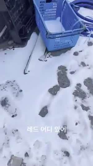애완 킹크랩 근황