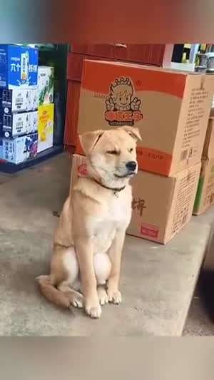 개졸림
