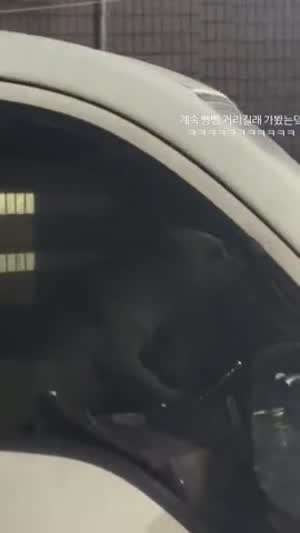 저차 운전자 완전 개새끼네