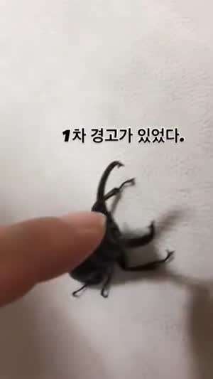 사슴벌레와 보리쌀 게임을 하면 안되는 이유.mp4