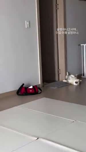 술병 난거 같은 개딸