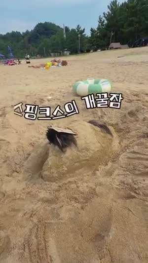 개 꿀잠