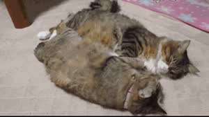 둘이 자다가 깜놀 냥이