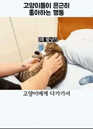 냥이들이 은근 좋아하는