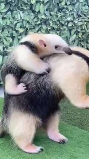 개미핥기