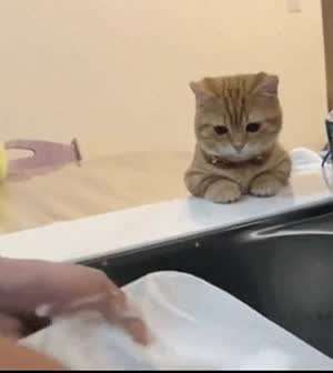 주인의 설거지 과정을 지켜보는 고양이 감독관.