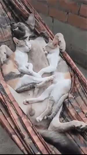 개꿀잠
