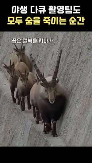 염소가 goat인 이유