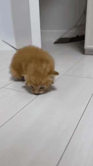아직 뒷다리가 짧은 아기 고양이.