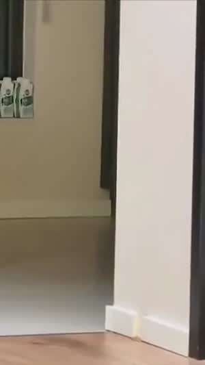 지켜보고 있다냥!