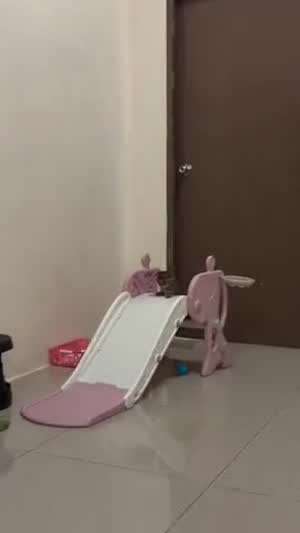 미끄럼틀 타는 아깽이