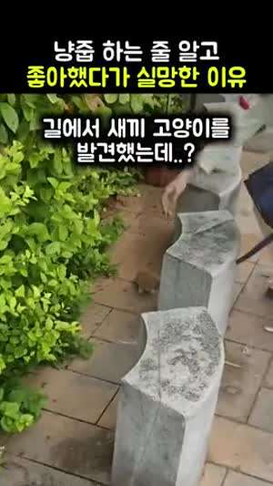 아기 냥줍 하려다 실망판 이유.mp4