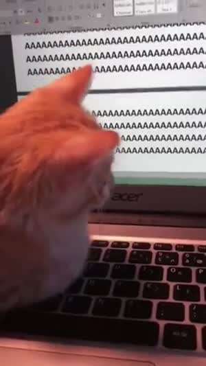 할 말이 있는 고양이