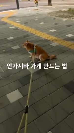 집 안가려는 시바 움직이는법.mp4