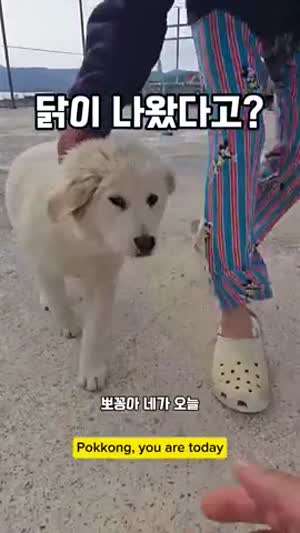 닭잡는데 댕댕이를 활용한 결과.mp4