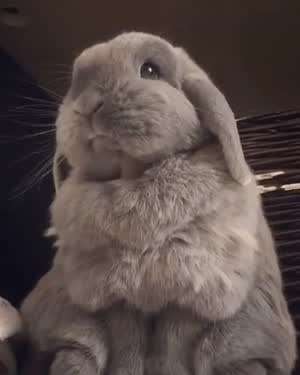 토끼