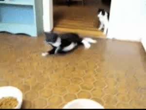 고장난 냥이