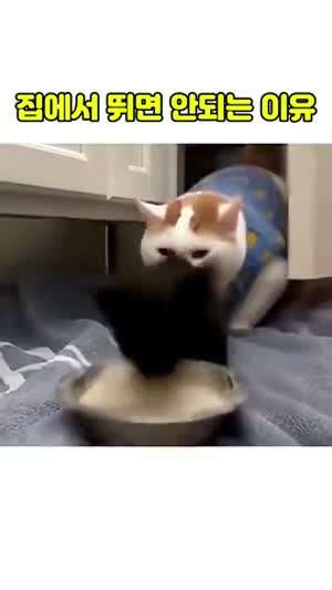 집에서 뛰면 안되는 이유.mp4