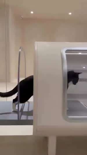 고양이 자동목욕 기계